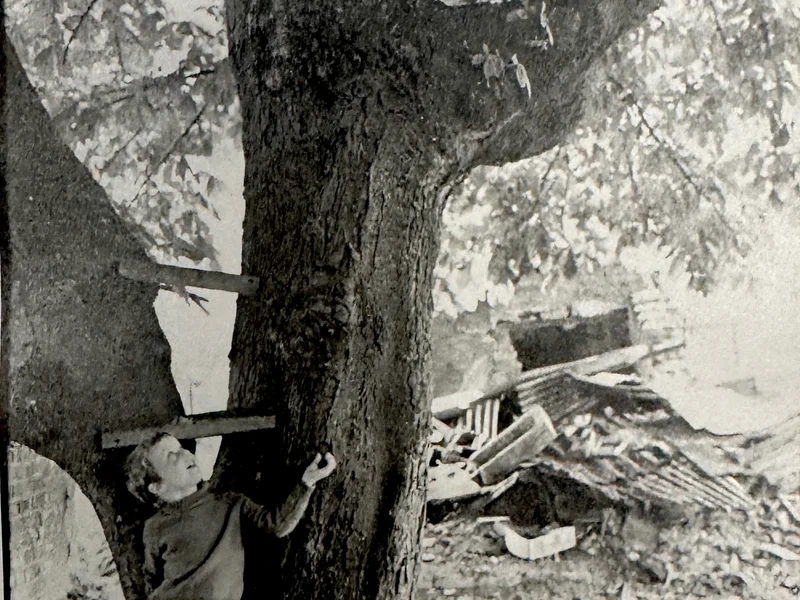 Tree house